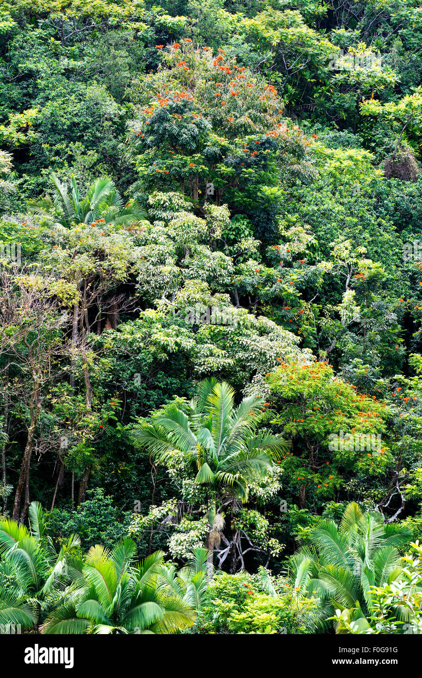 Blooms of hawaii hi-res stock photography and images - Alamy