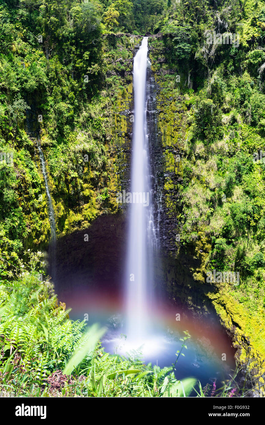 A towering Akaka Falls in Hilo, Hawaii cascades 400 feet to a natural pool, often seen with a rainbow when the mist is heavy and Stock Photo