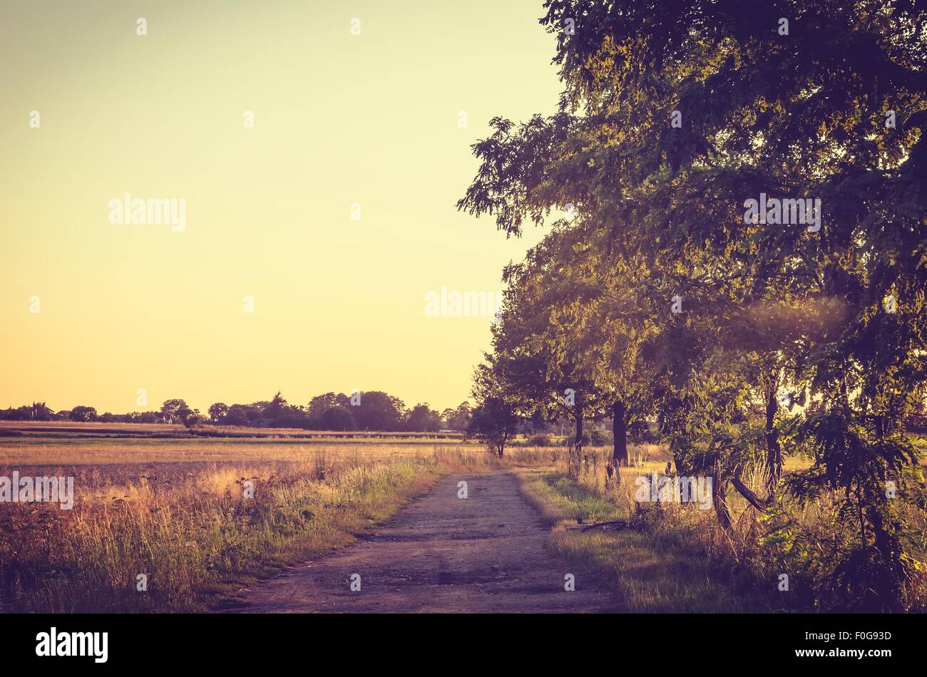 Vintage summer landscape. Rural road and trees at sunset. Stock Photo