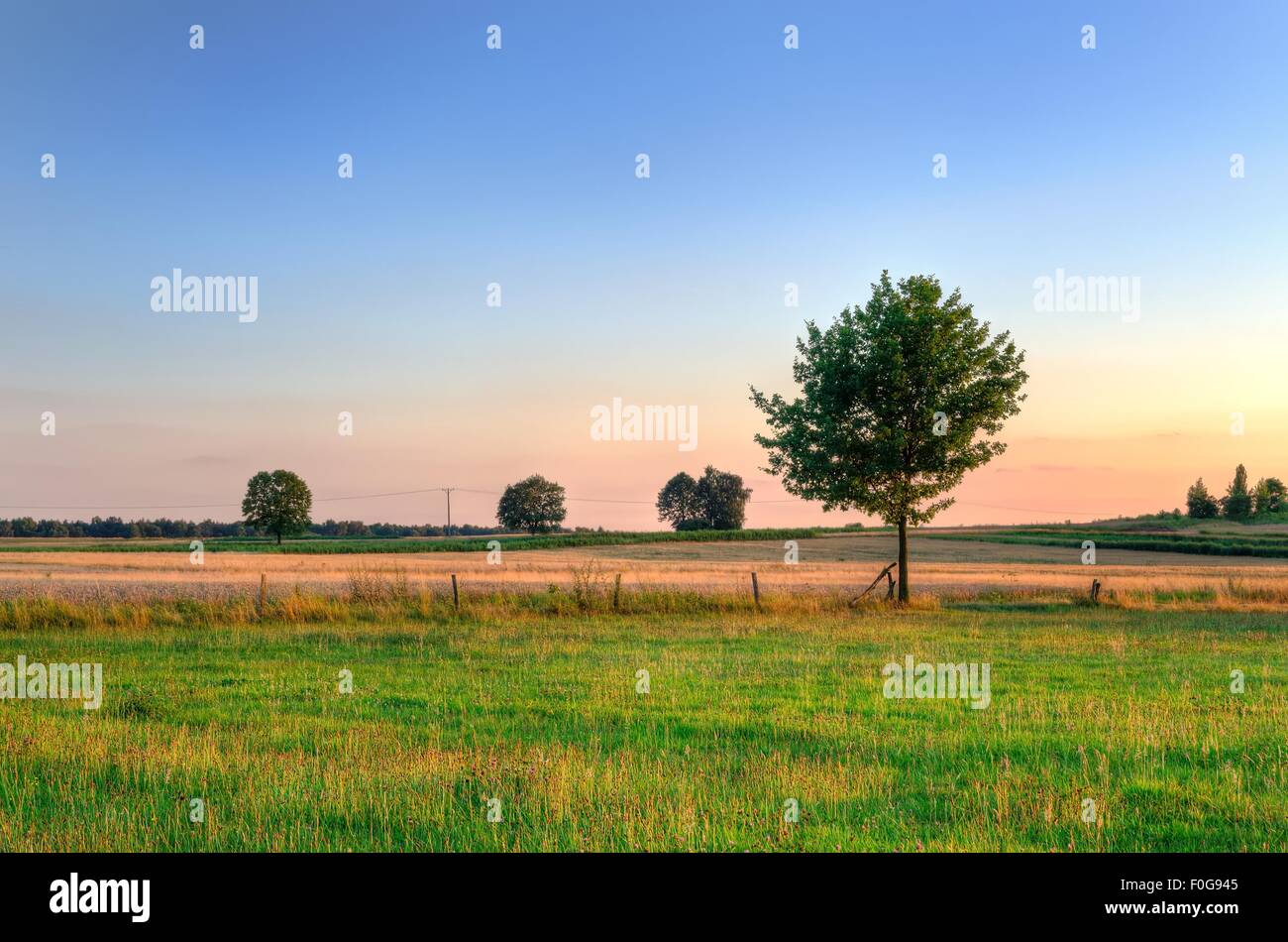 Summer countryside landscape. Grain field with dried grass, bushes and trees at sunset. Stock Photo