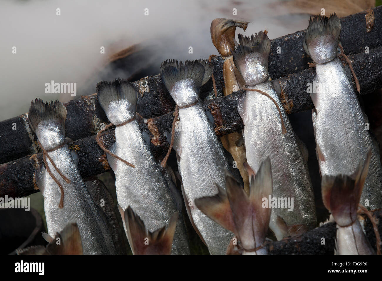 Scottish cooked Haddock fish Smokies, smoked preserved smoking speciality seafood, Arbroath