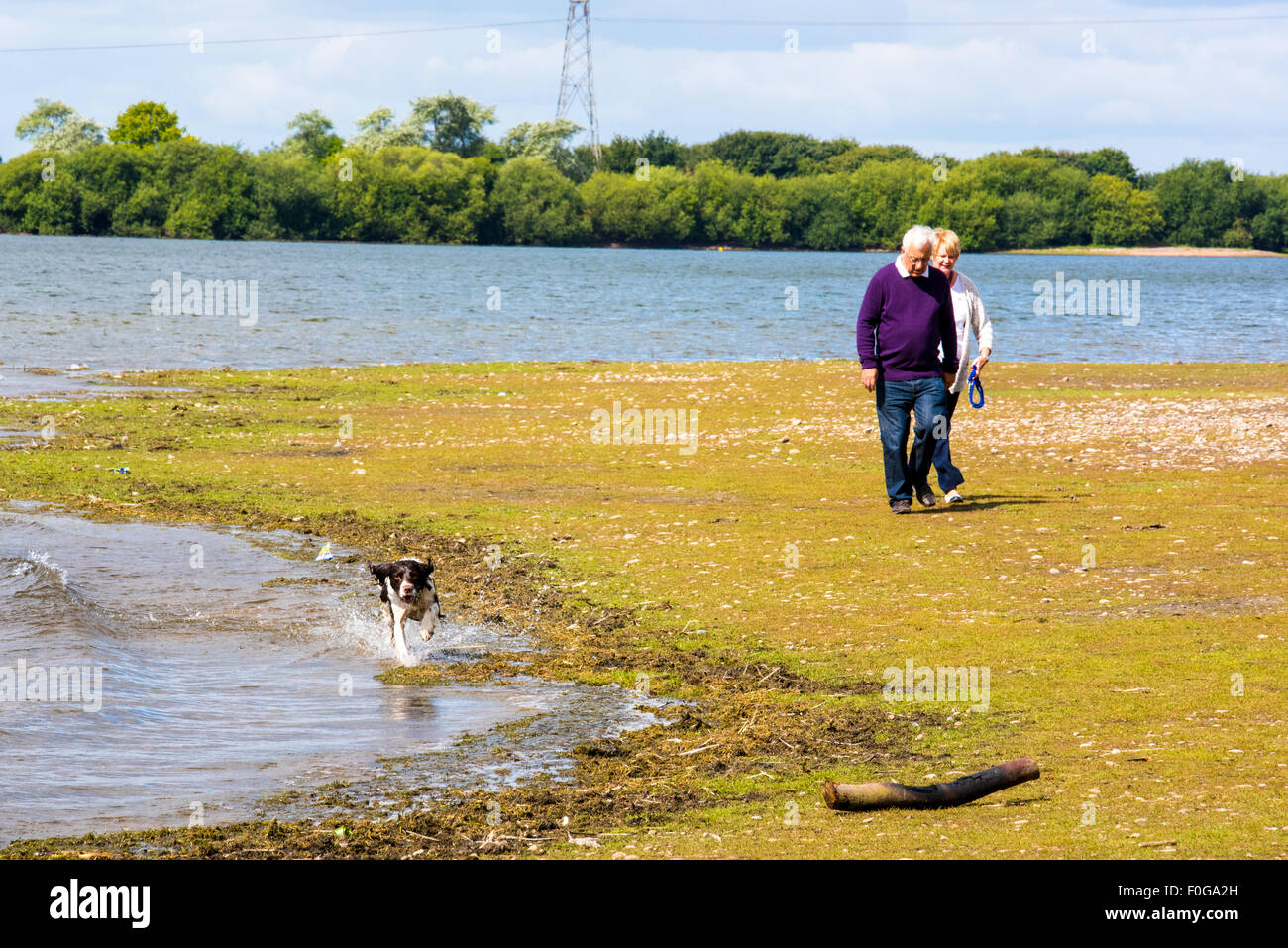 Chasewater Country Park lichfield, Staffordshire, UK Stock Photo Alamy