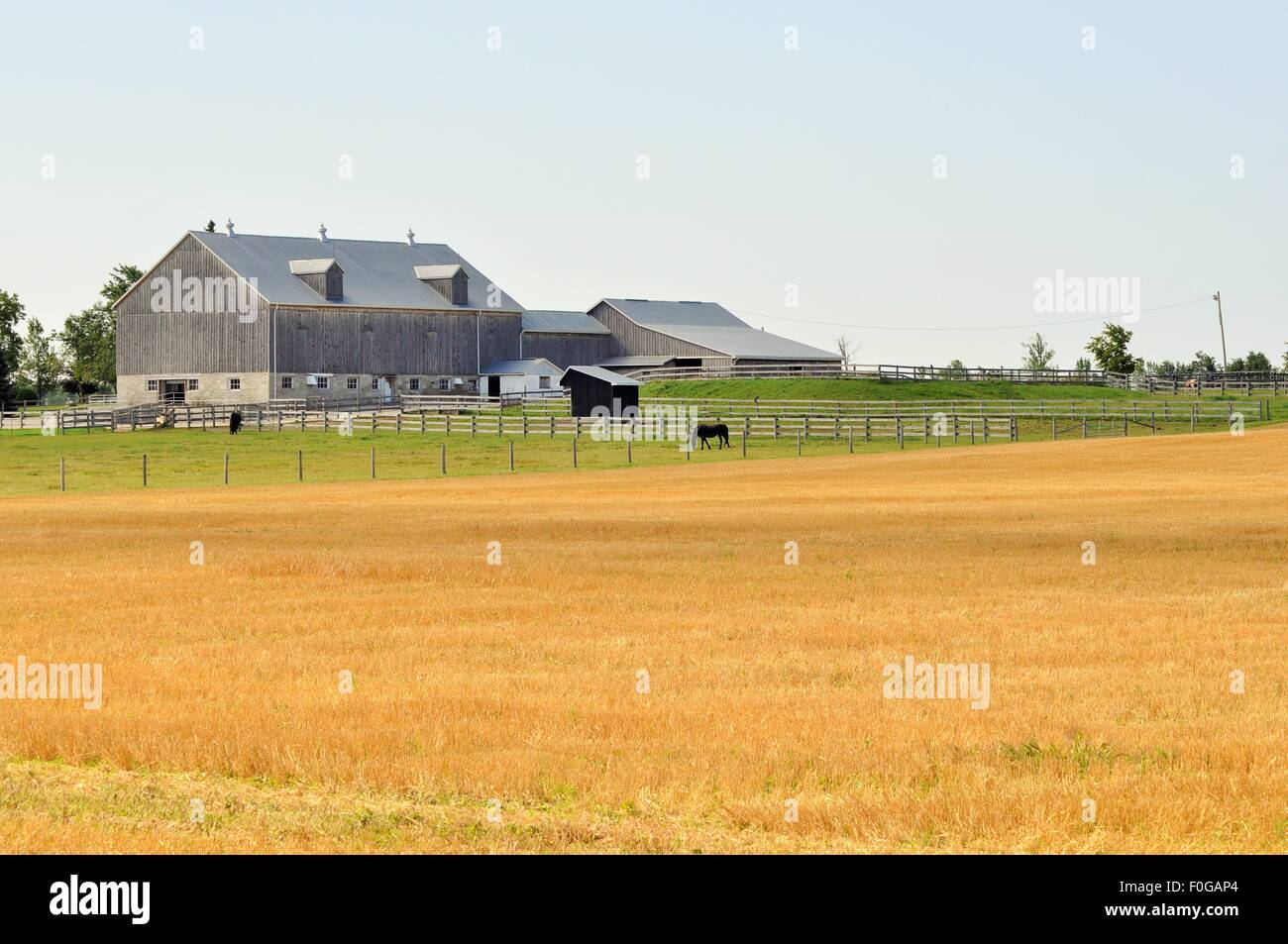 golden fields on the farm Stock Photo Alamy