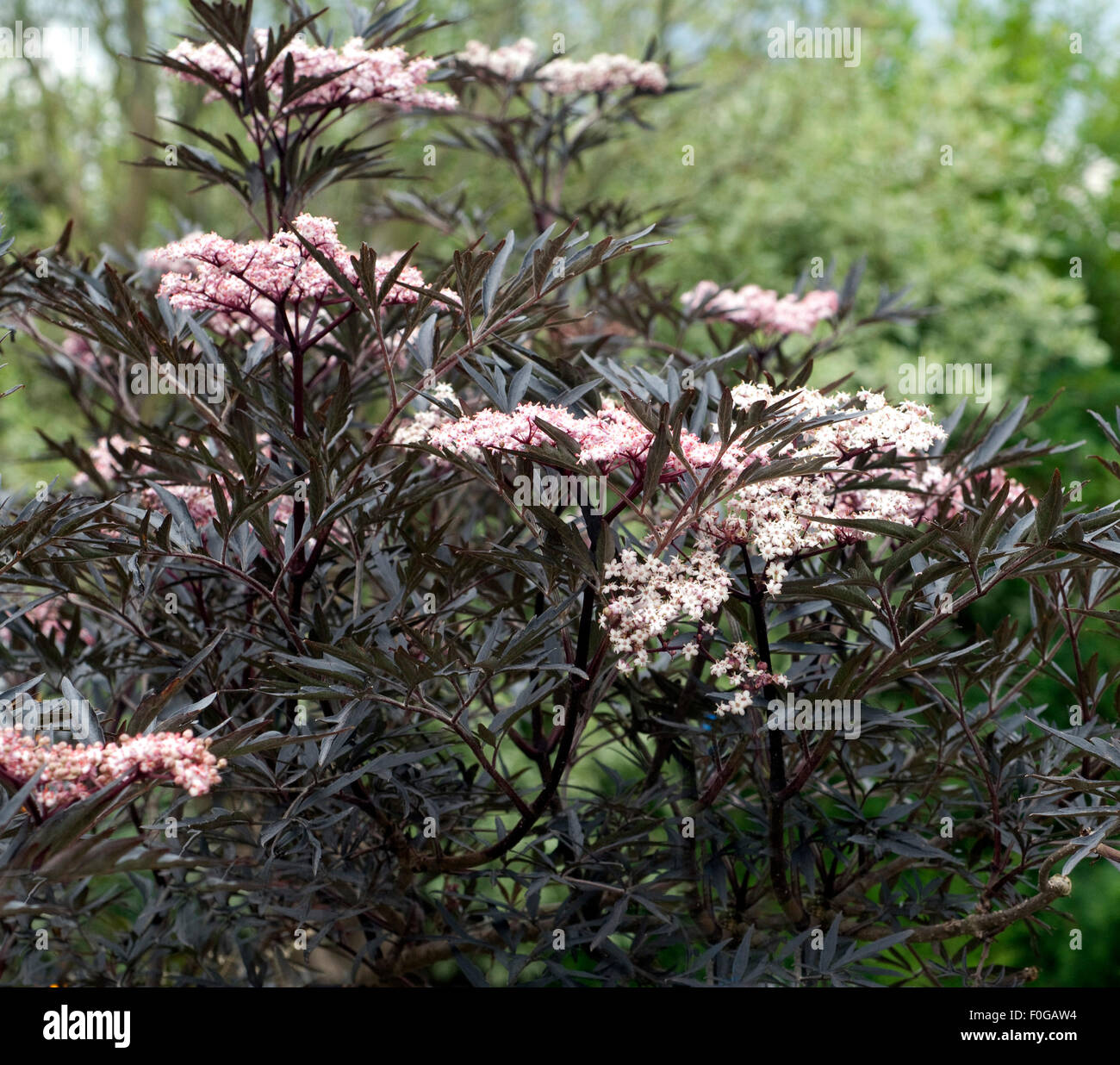 Бузина Черная Купить В Спб Саженец