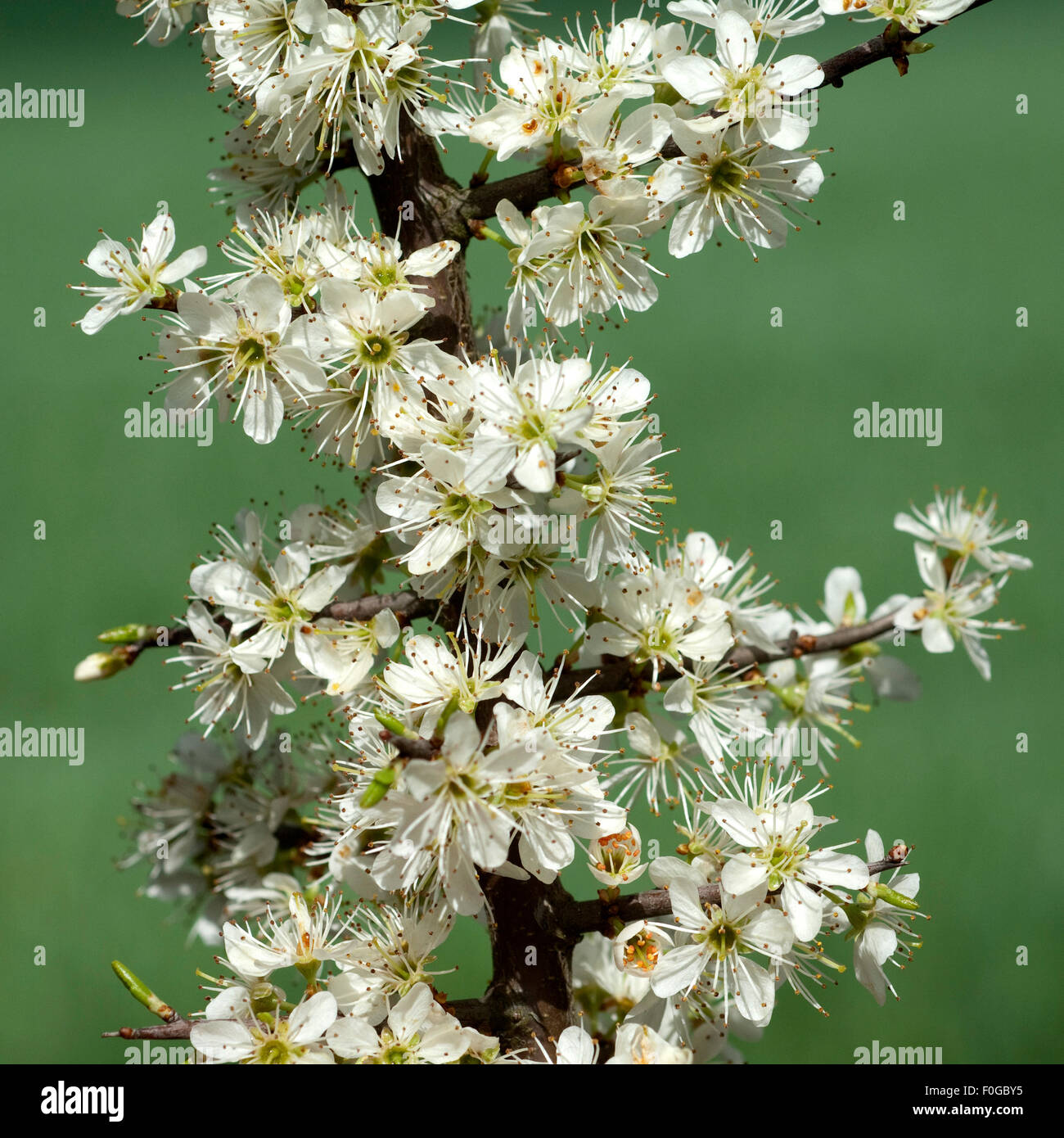 Schwarzdorn; Schlehen; Prunus; spinosa; Stock Photo