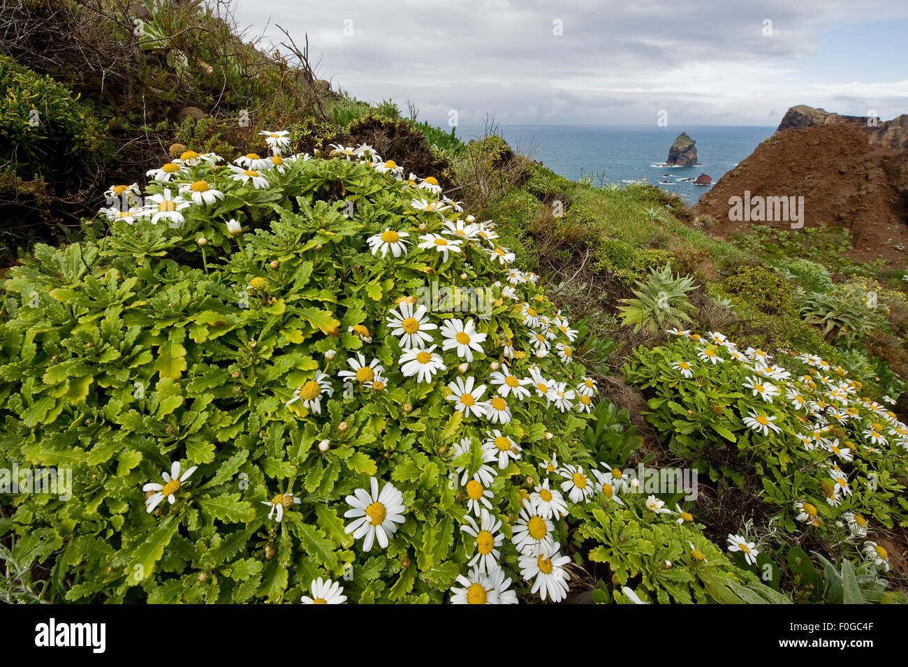 African daisy (Arctotis hybrids) plants flowering, Ponta de Sao Lourenco, Madeira, March 2009 Stock Photo