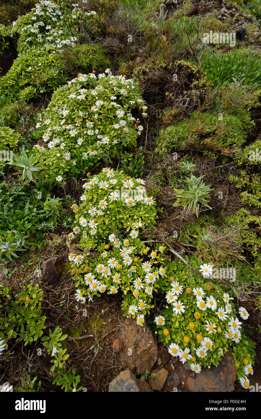 African daisy (Arctotis hybrids) plants flowering, Ponta de Sao Lourenco, Madeira, March 2009 Stock Photo