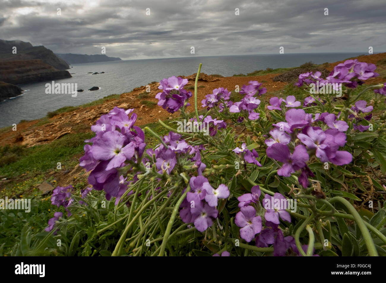 Changeable wall flowers (Erysimum mutabile) in flower on cliff top, Madeira, March 2009 Stock Photo