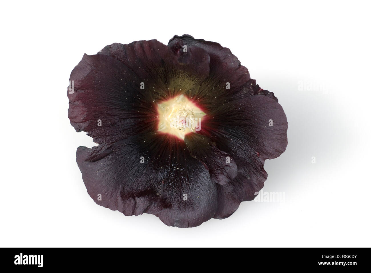 Stockrose; Althaea; rosea; schwarz Stock Photo