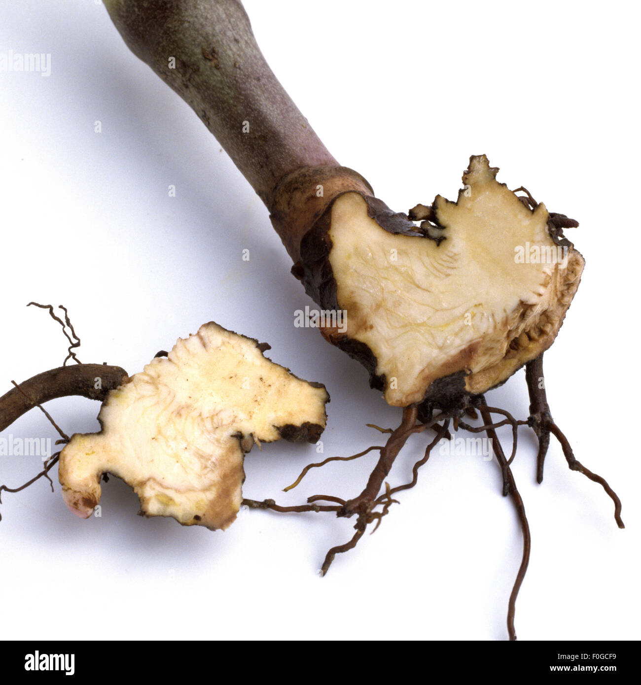 Traubensilberkerze, Cimicifuga racemosa, Silberkerze, Wurzel - Stock Photo
