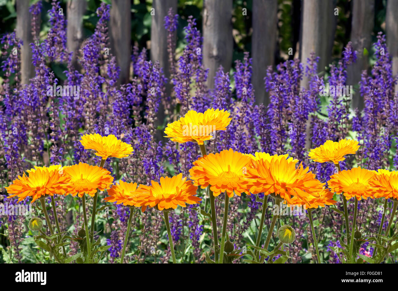 Page 2 Salbei Blume High Resolution Stock Photography And Images Alamy
