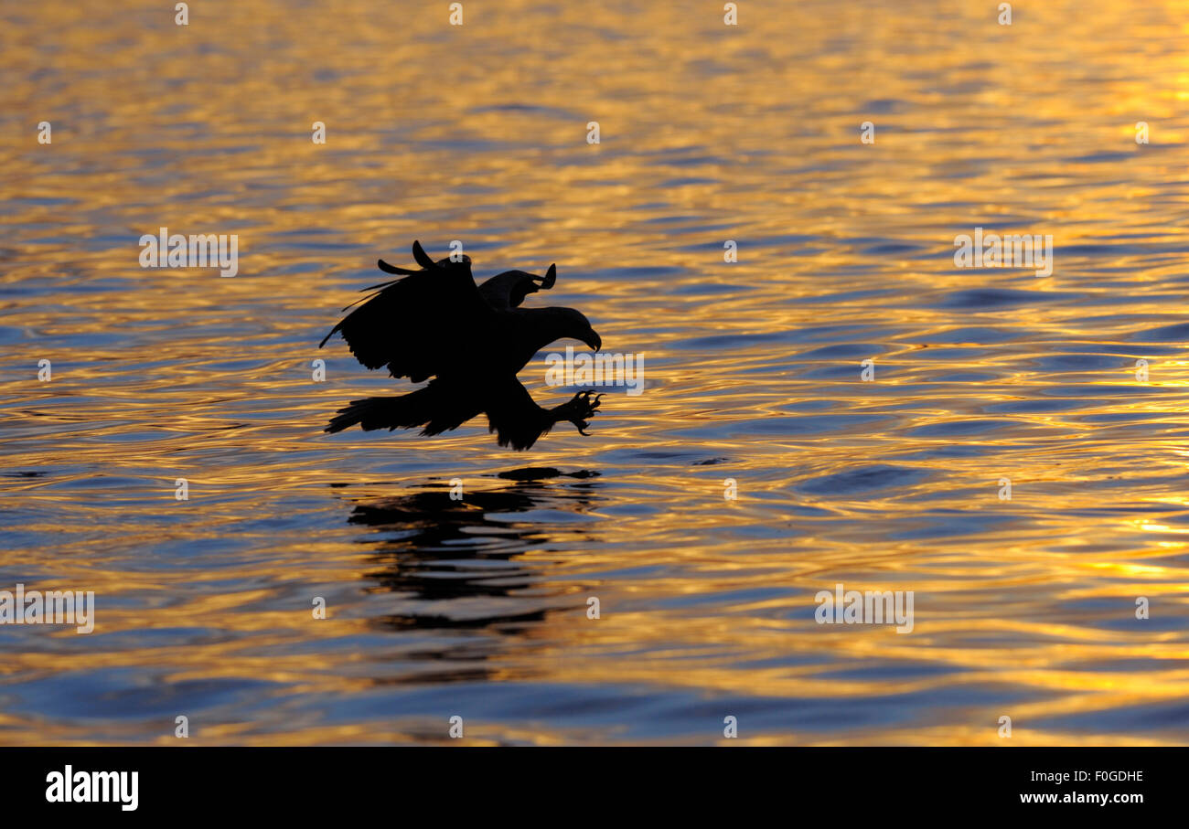White-tailed sea eagle (Haliaetus albicilla) about to catch fish, silhouetted, Norway, June 2008 Stock Photo