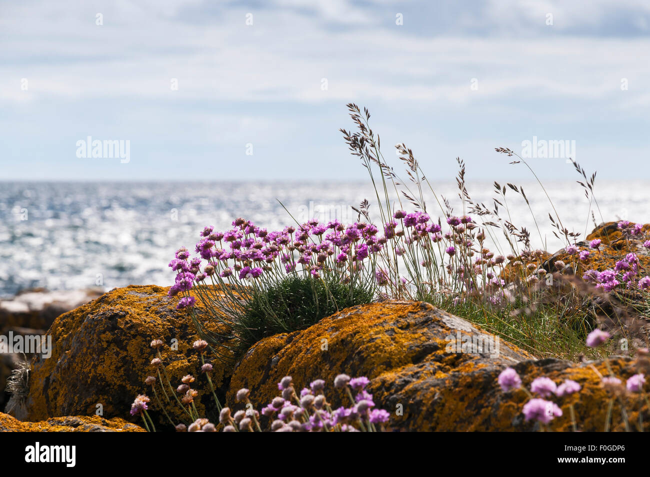 Sea Thrift, Armeria maritima, or sea pinks growing amongst the lichen covered rocks on the Isle of Arran, Scotland Stock Photo