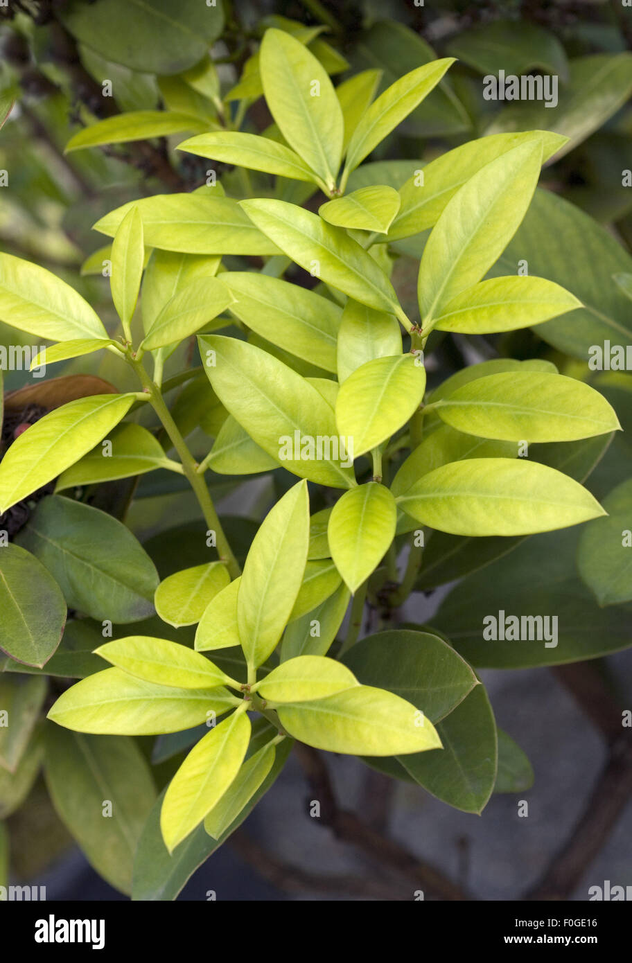 Wachsbaum; Afrikanisches Schoengift; Acokanthera oblongifolia Stock Photo
