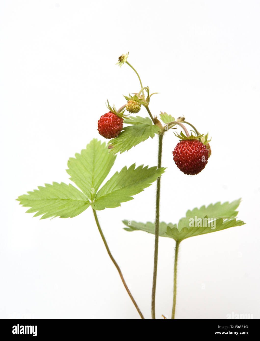 Walderdbeere, Fragaria vesca, Heilpflanzen, Stock Photo