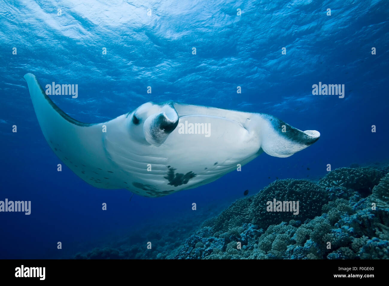 MANTA RAY SWIMMING FRONT TO THE CORAL GARDEN Stock Photo