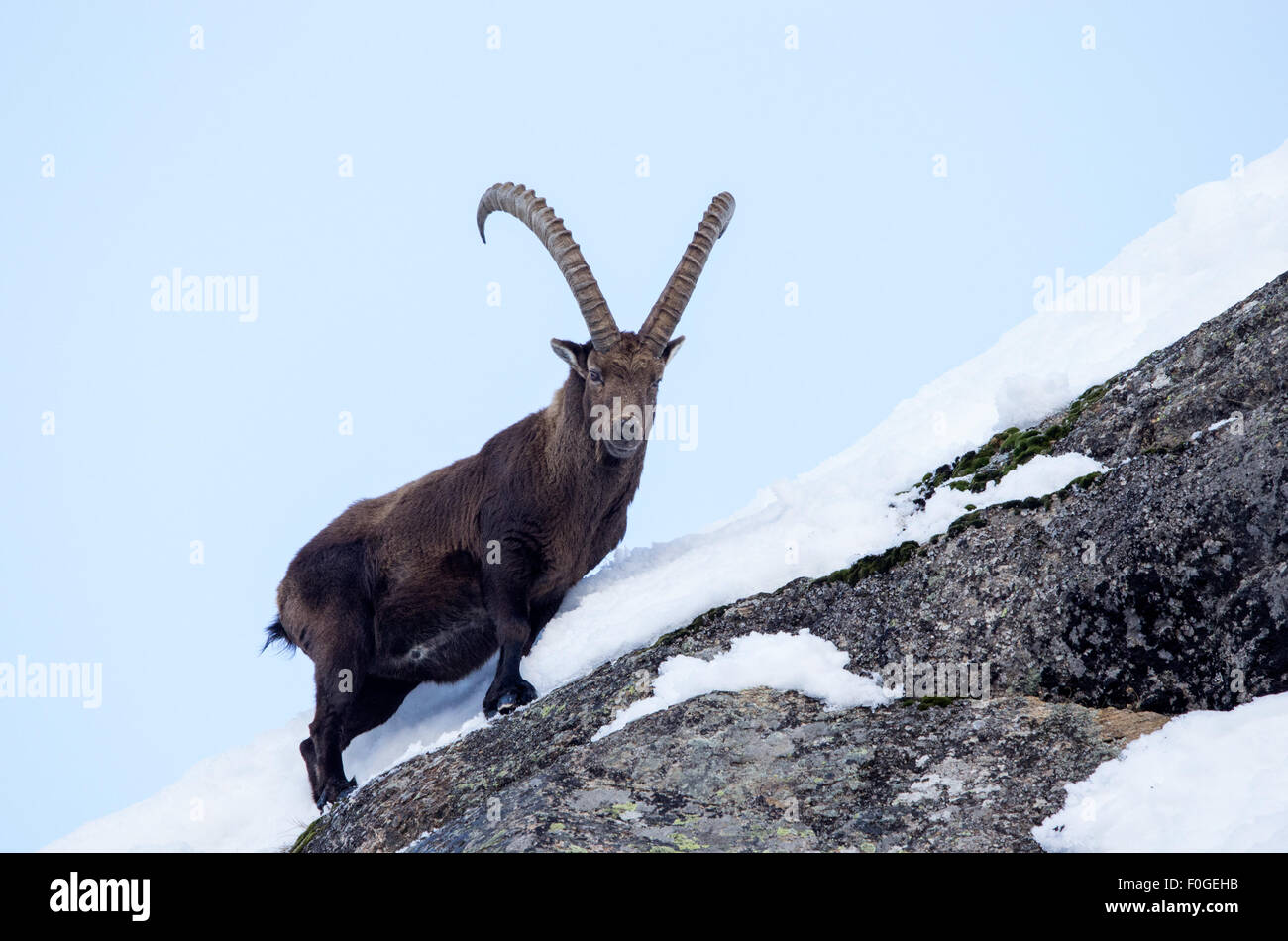 chamois, ibex, runs and jumps in the snow, in the blue alps sky, mammals of gran paradiso park Stock Photo