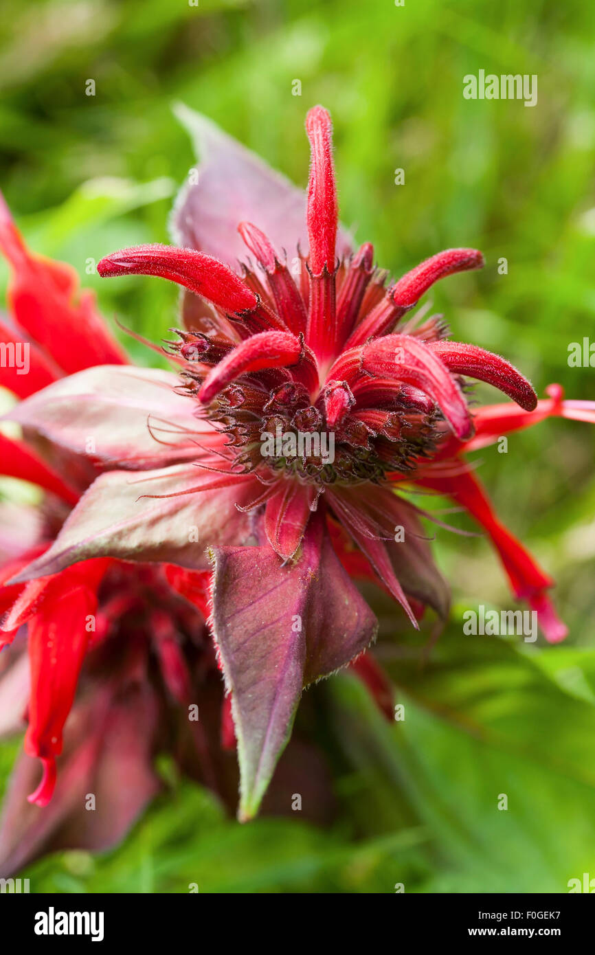 Macro of a red Monarda beginning to bloom against a green background Stock Photo