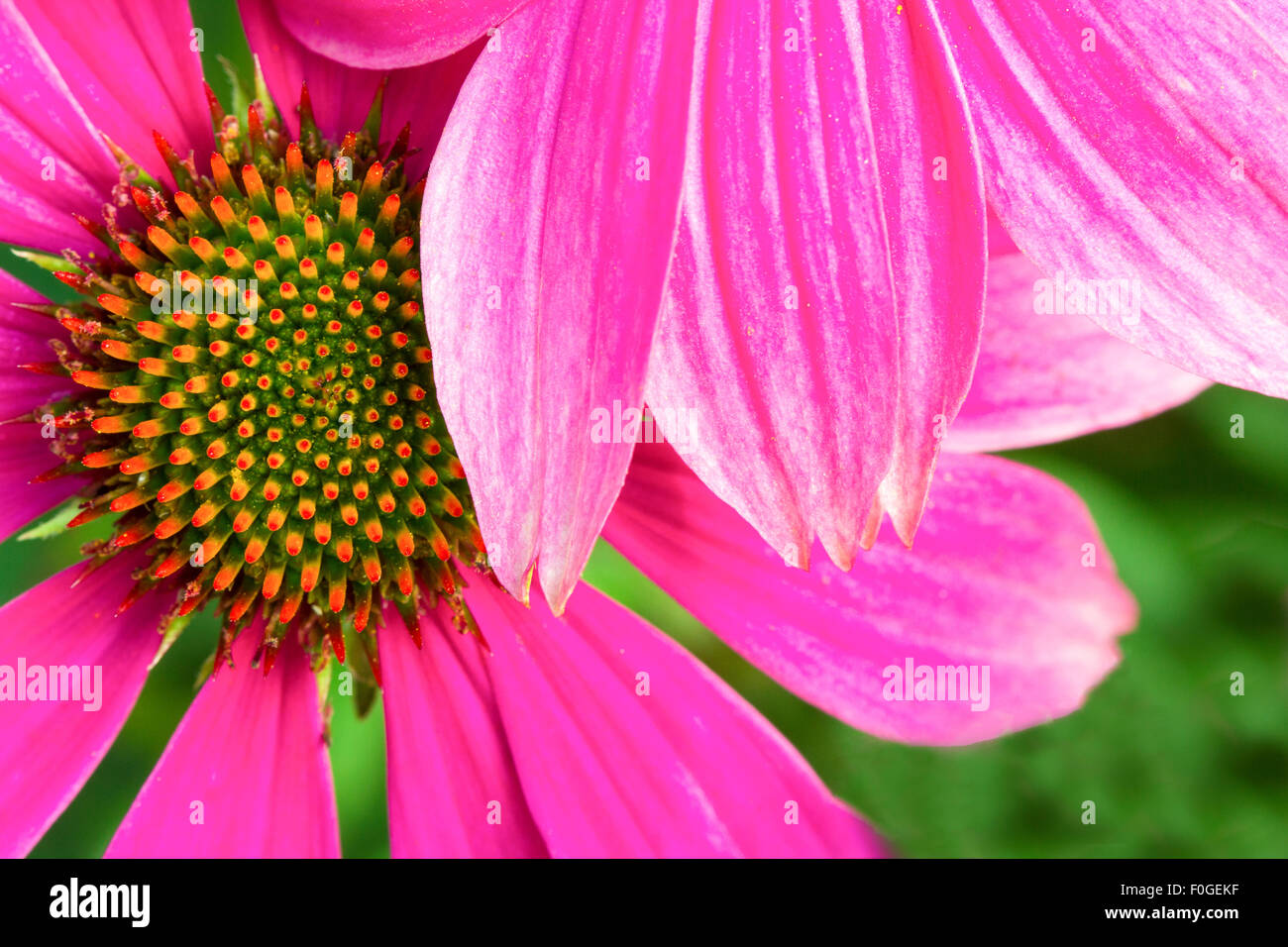 Macro of a magenta Echinacea creates interesting design Stock Photo
