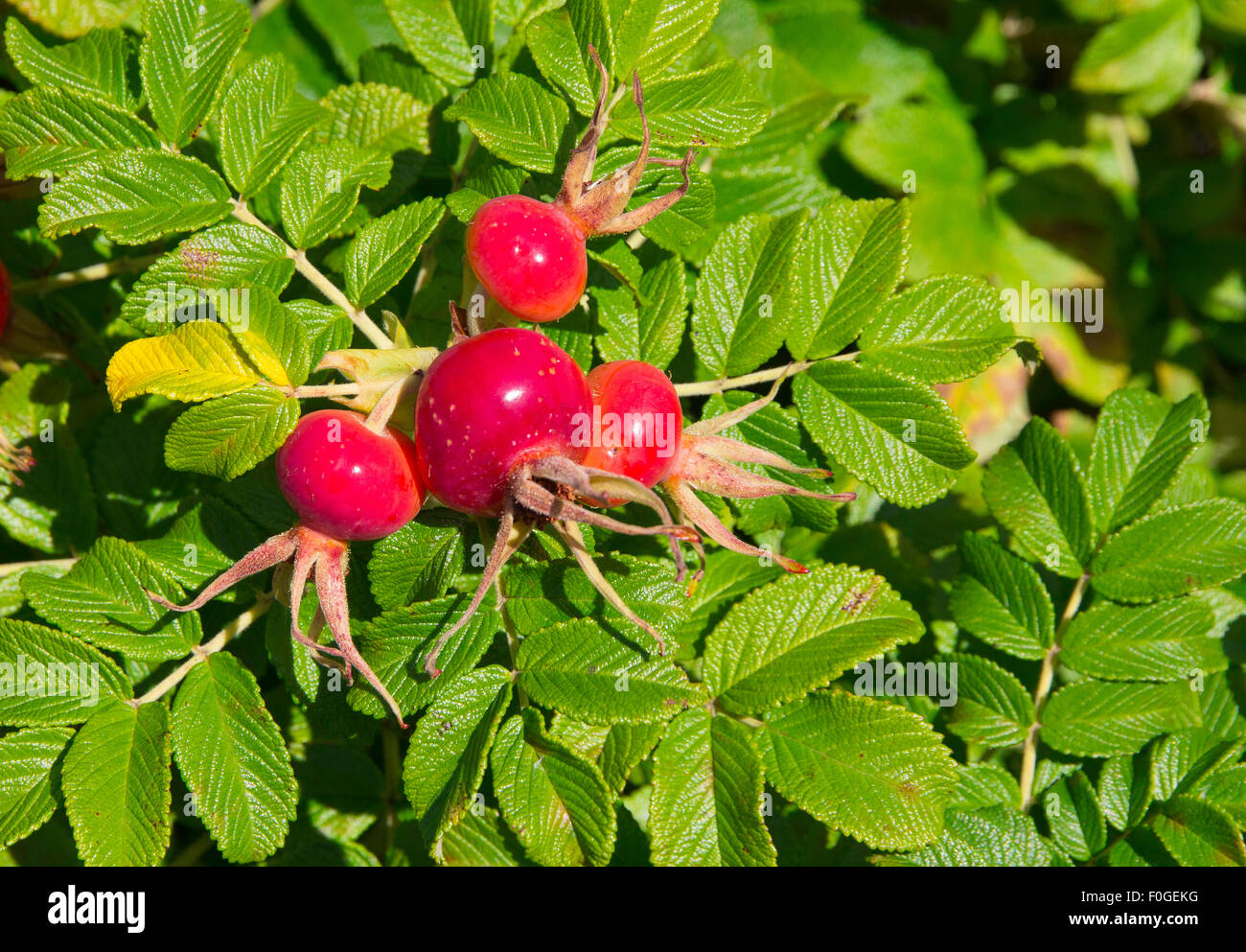 Rose bush with rosehips in the summer sun Stock Photo