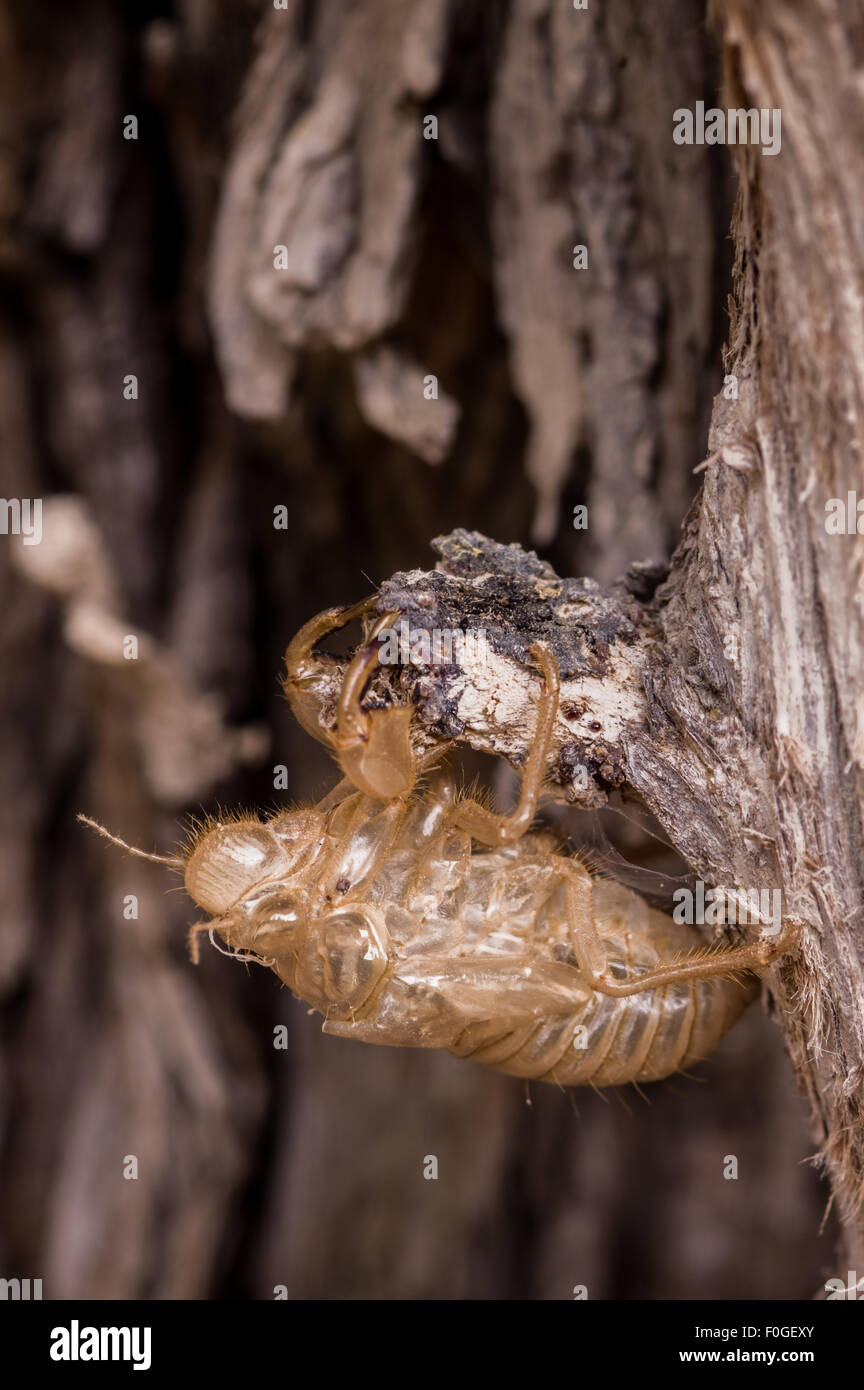 Empty chrysalis cicada empty after metamorphosis Stock Photo