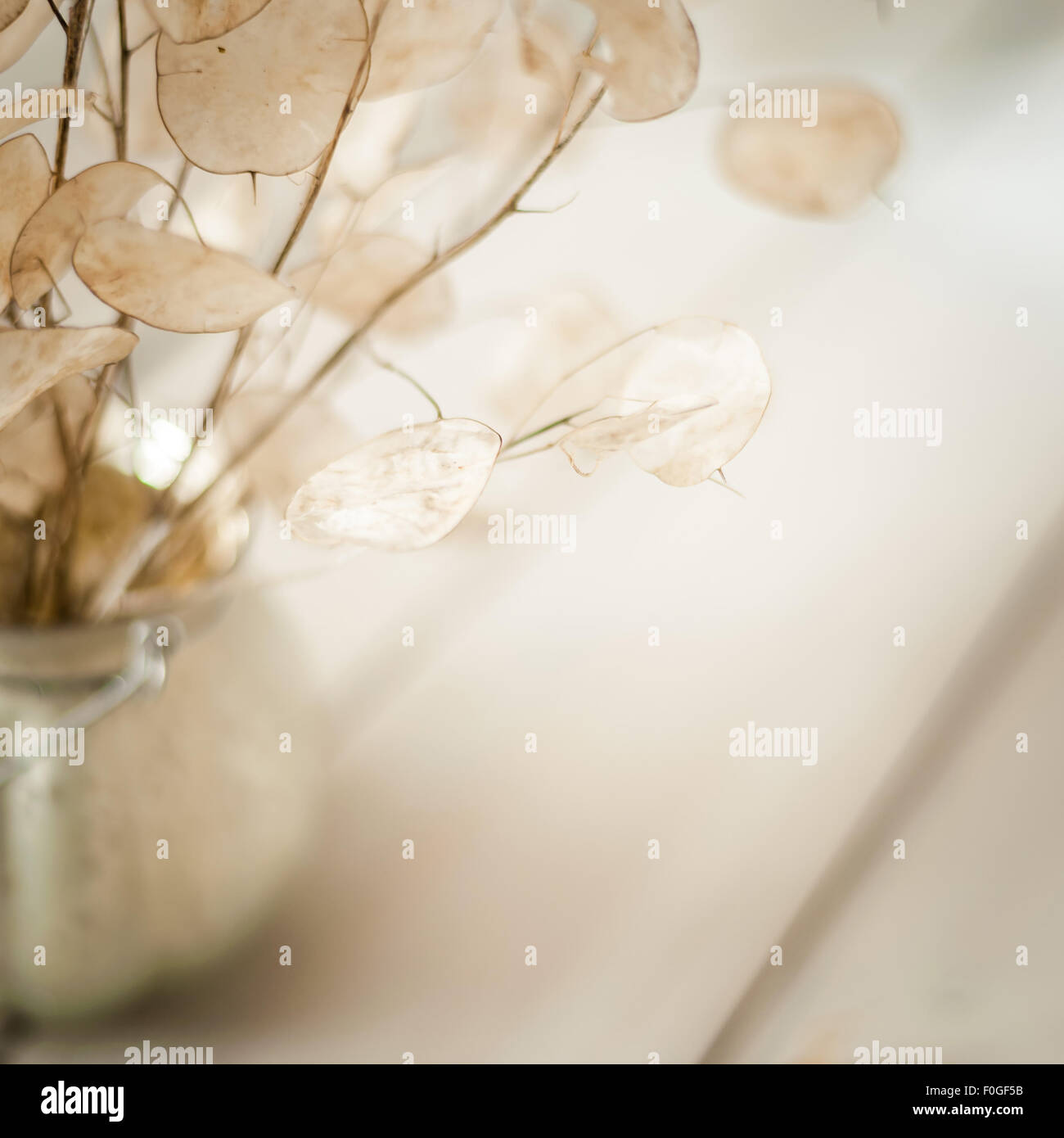 closeup of honesty seedpods in a round vase on light background Stock Photo