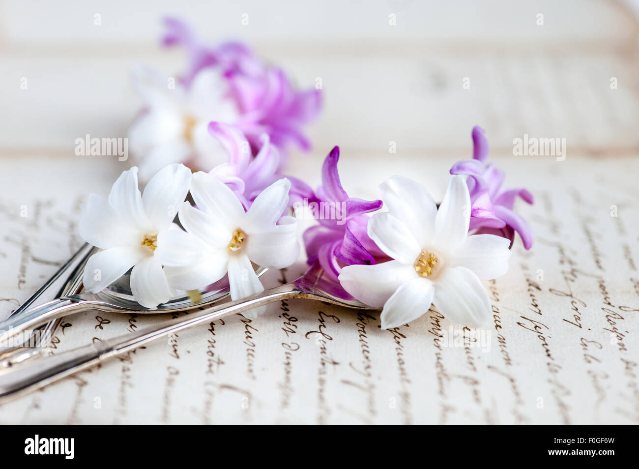 hyacinths on vintage silver spoons on old letter Stock Photo