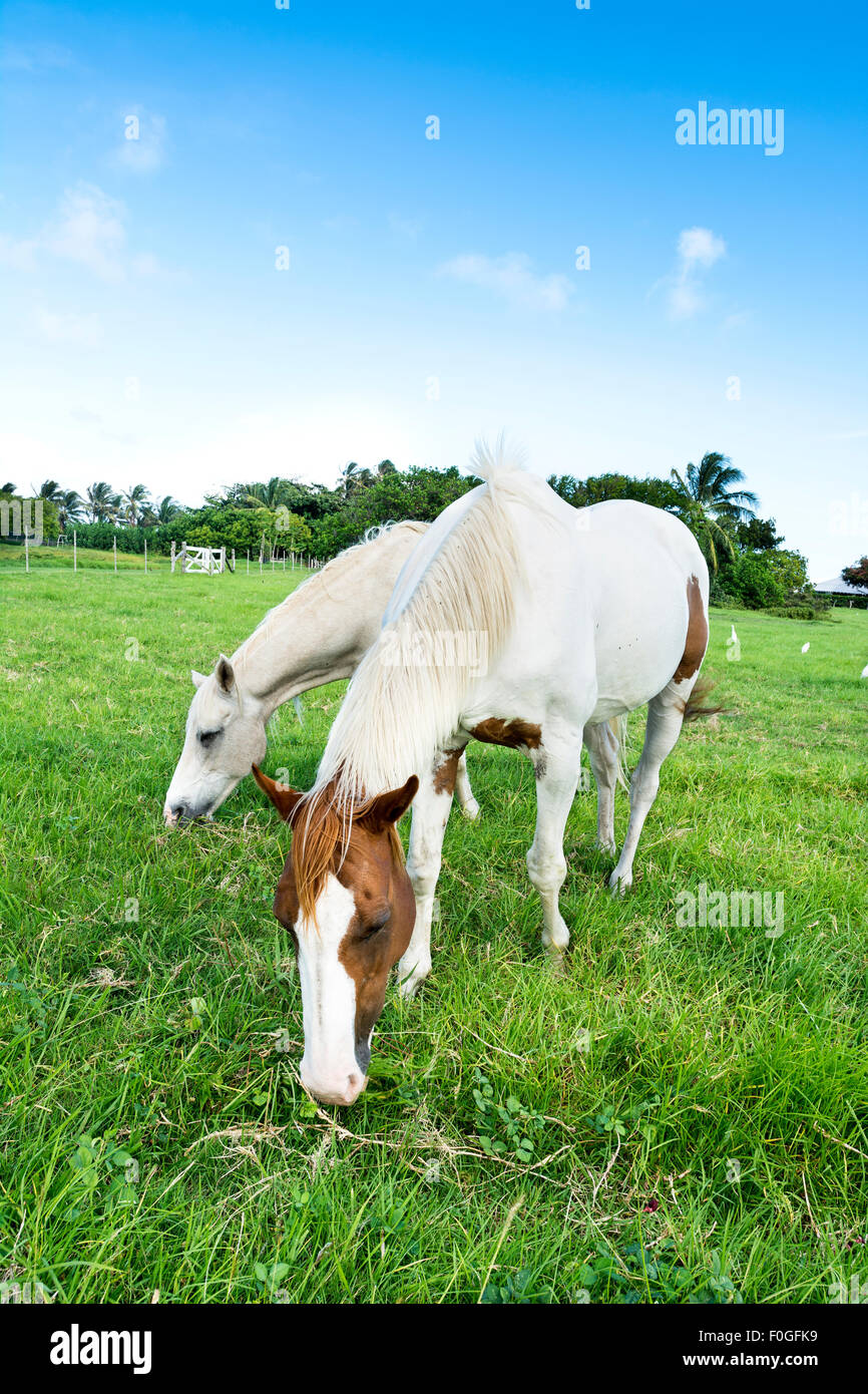 Two horses feeding on grass in a large, green field during a bright day. Stock Photo