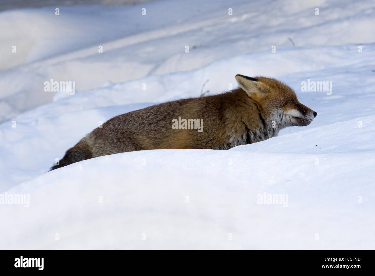 red fox on a snow, white snow, red fox, wolf, mammals, italians alpi, mountain, animals wildlife in alpi italian mountains Stock Photo