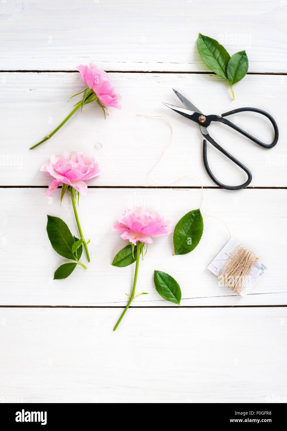 three cut pink roses with twine and black bonsai scissors Stock Photo