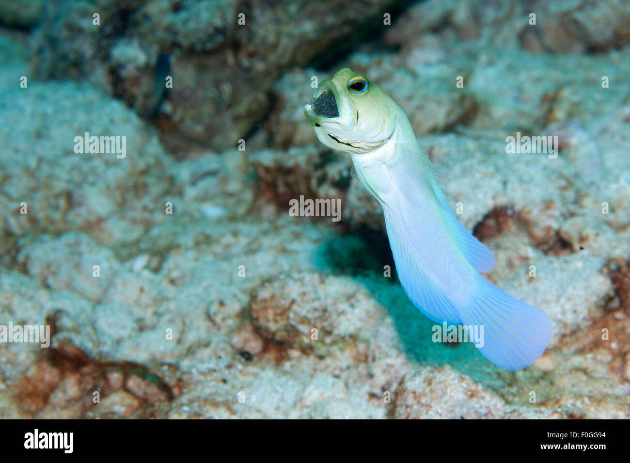 A Yellowhead Jawfish with eggs in his mouth in the rubble in Little