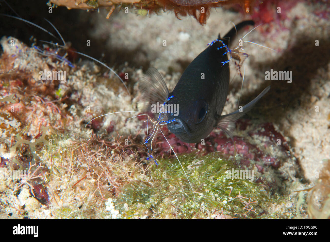 A Longfin Damselfish being cleaned by Pederson Cleaner Shrimp in Little Cayman. Stock Photo