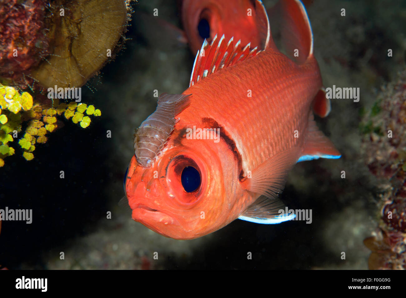 A Blackbar Soldierfish with a family of isopods on its face in Little Cayman. Stock Photo