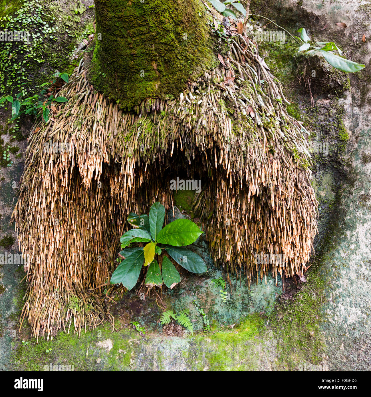 Palm tree growing out of wall of walkway at Victoria Peak, Hong Kong Island Stock Photo