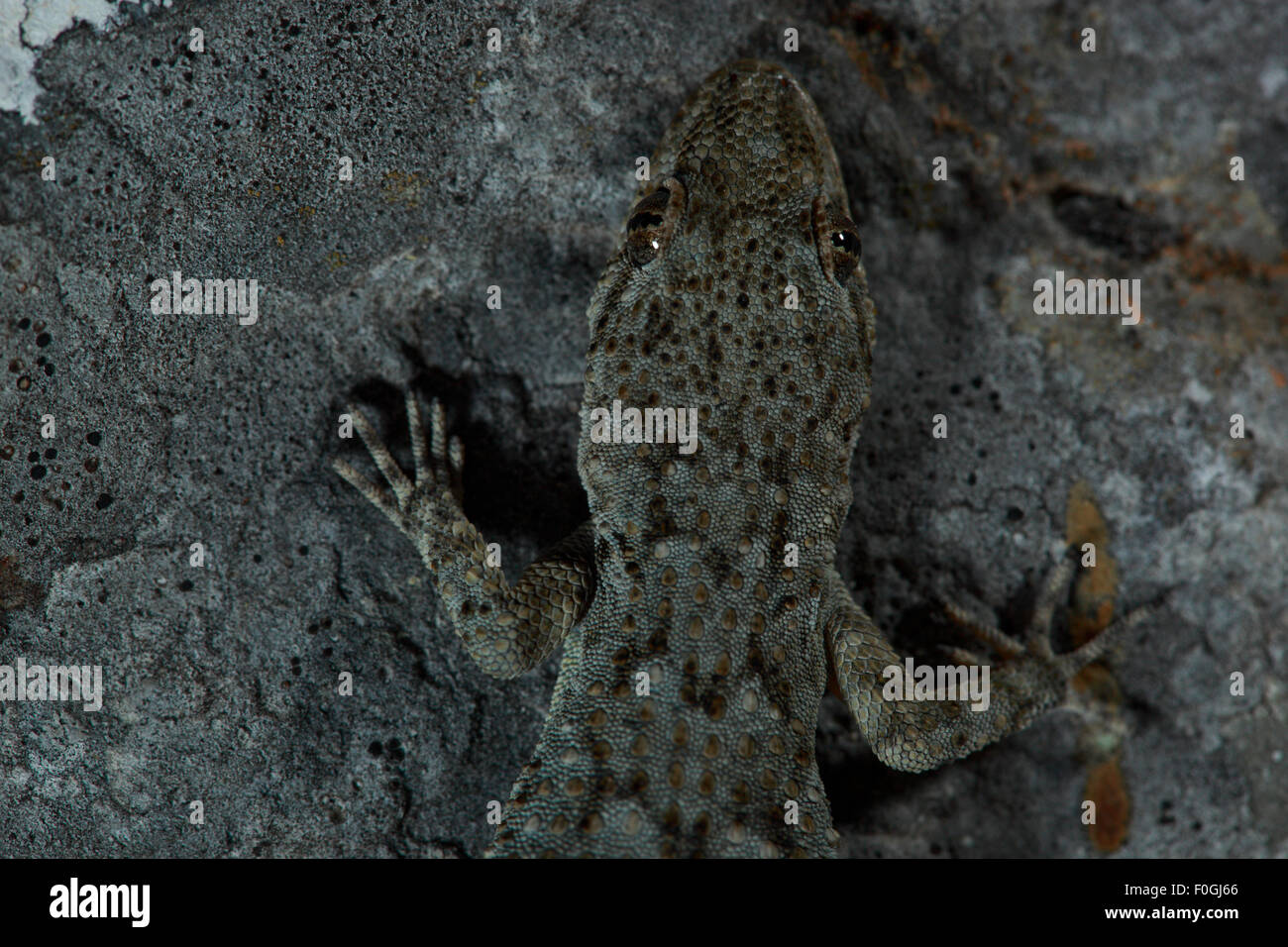 Kotschy's gecko (Mediodactylus kotschyi) on a rock wall, Mani Peninsula, The Peloponnese, Greece, May 2009 Stock Photo