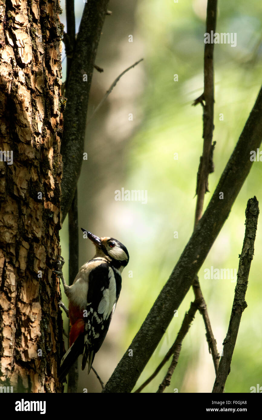 Great Spotted Woodpecker feeds a chick in the nest hollow Stock Photo