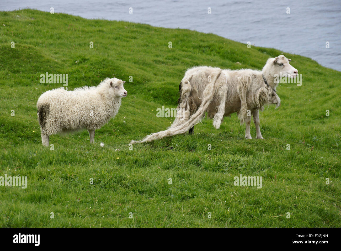 Faroese sheep, Faroe Islands Stock Photo