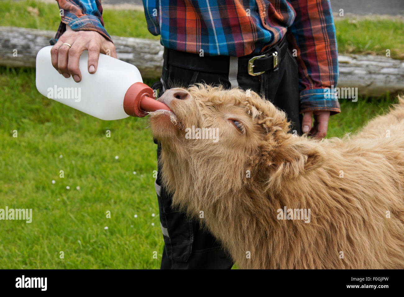 Farmer giving milk to young Highland bull, Kirkjubour village, Stremoy, Faroe Islands Stock Photo
