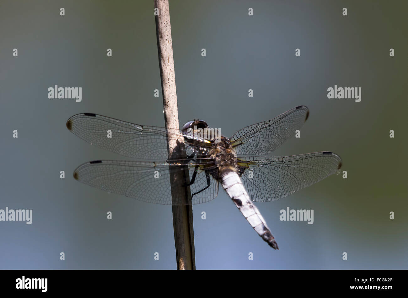 Closeup Of Dragonfly Yellow Dragonfly Macro Dragonfly Eating A