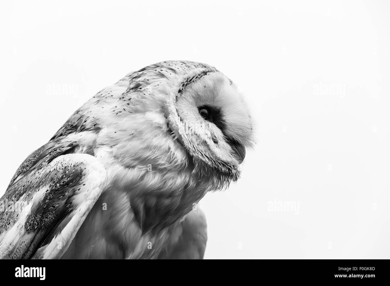 Head of a Barn Owl edited into a black and white image. Taken in North Yorkshire, England Stock Photo