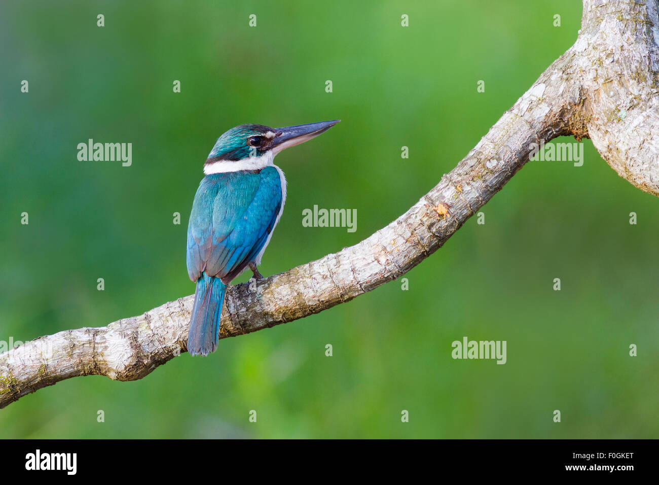 Collared Kingfisher on branch. Stock Photo