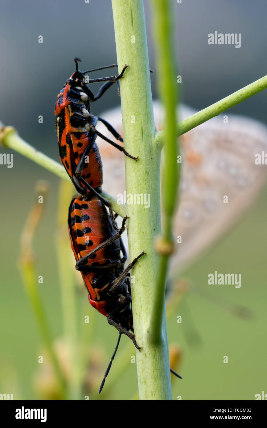 Insect on a leaf, ladybug on a leaf, microphotography, insect eating Stock Photo
