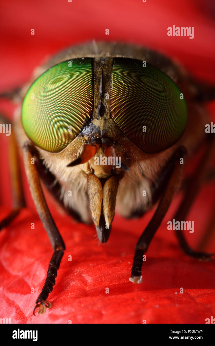 Horsefly (Tabanus sp) close-up of head, Stenje region, Galicica National Park, Macedonia, June 2009 Stock Photo