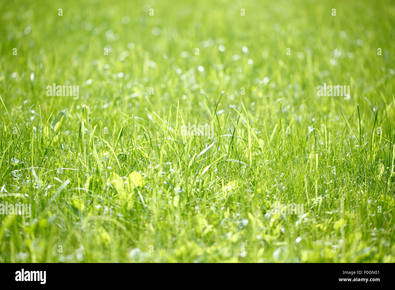 Picture of grass at the park Stock Photo - Alamy