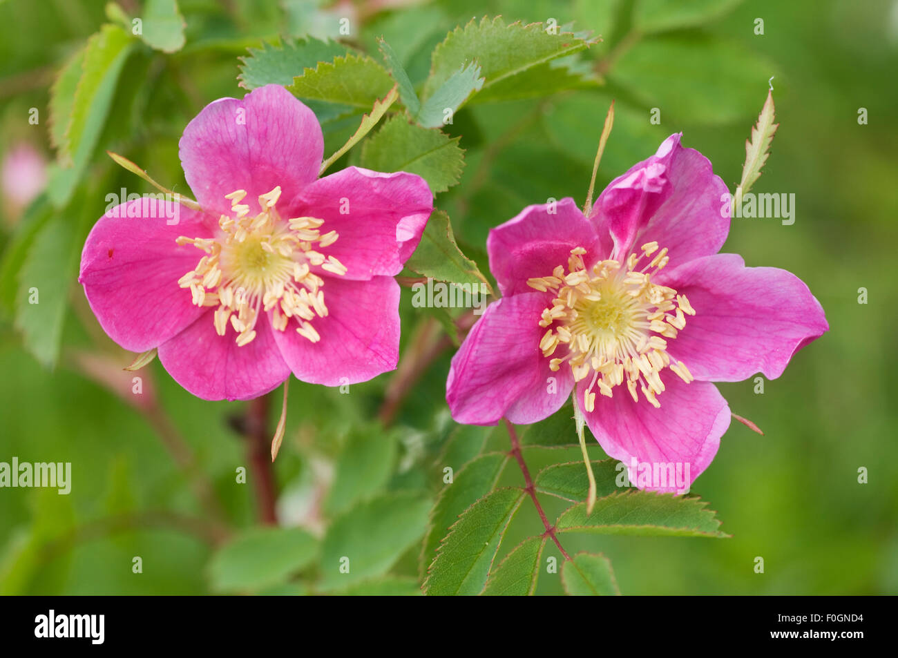 Two Apple rose (Rosa villosa) flowers, Liechtenstein, June 2009 Stock