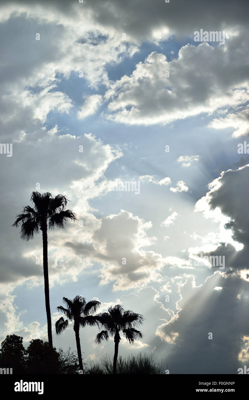 Sunlight rays in palm trees hi-res stock photography and images - Alamy