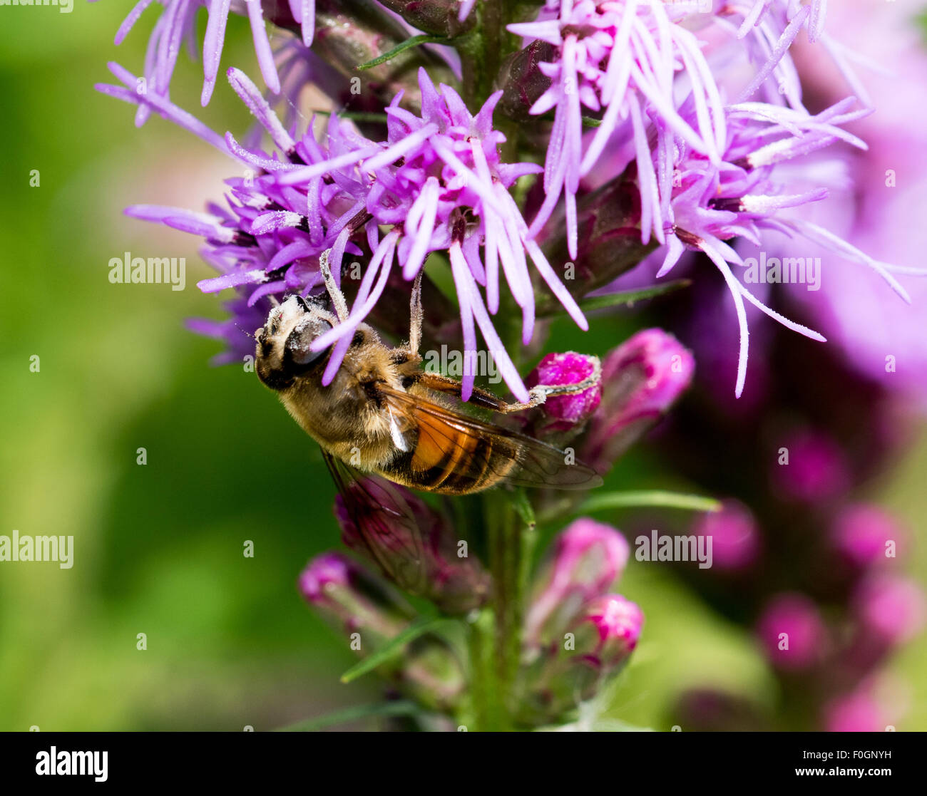 Honey bee covered in pollen hi-res stock photography and images - Alamy