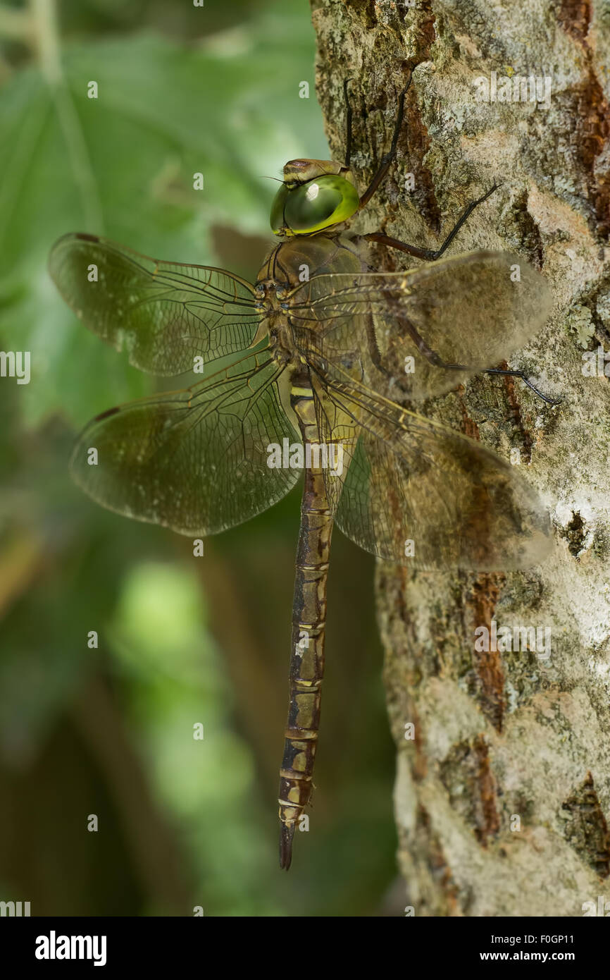 Yellow Bodied Insect Yellow bodied insects hi-res stock photography and images - Alamy