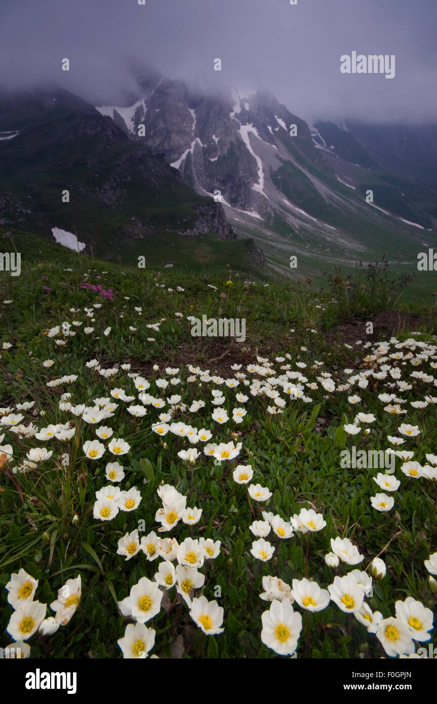 Mountain avens (Dryas octopetala) in flower, Liechtenstein, June 2009 Stock Photo