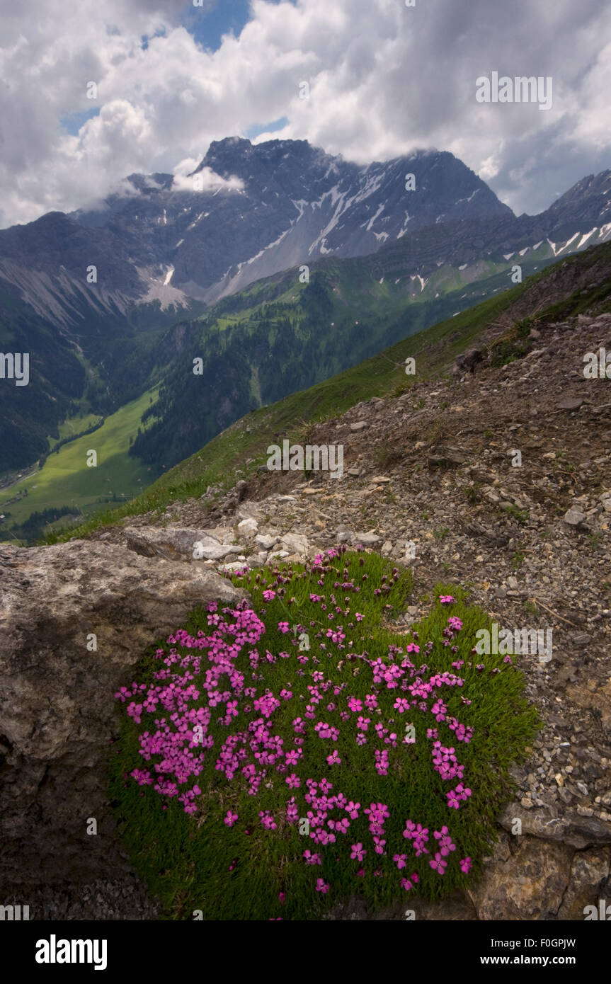 Moss campion (Silene acaulis) growing in alpine habitat, Liechtenstein, June 2009 Stock Photo